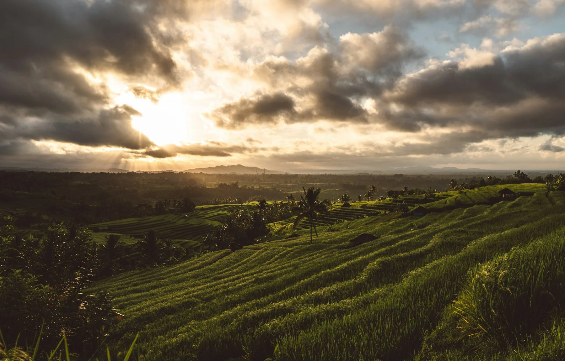 Arrozales de Bali iluminados por un amanecer dramático entre palmeras